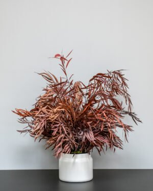 Krukväxter Eucalyptus Nicoli konserverad krukvaxt 39