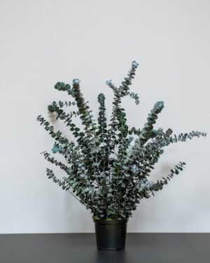 Underhållsfria krukväxter Eucalyptus baby blue konserverad krukvaxt 4