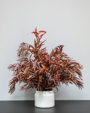 Krukväxter Eucalyptus Nicoli konserverad krukvaxt 40