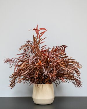 Krukväxter Eucalyptus Nicoli konserverad krukvaxt 41