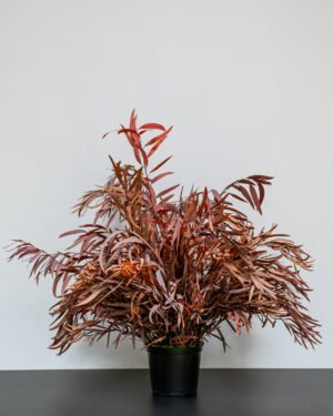Krukväxter Eucalyptus Nicoli konserverad krukvaxt 42