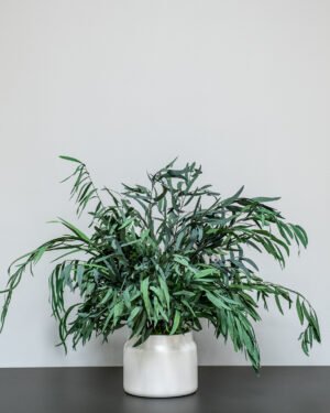 Krukväxter Eucalyptus Nicoli konserverad krukvaxt 43