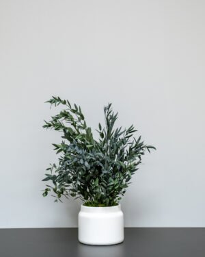 Krukväxt konserverade Parvifolia konserverad krukvaxt 6