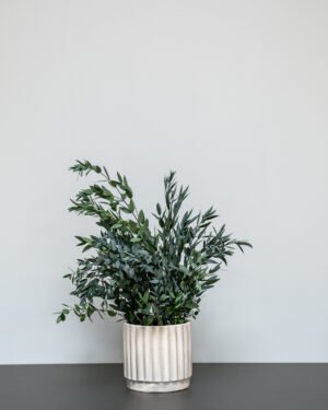 Krukväxt konserverade Parvifolia konserverad krukvaxt 7