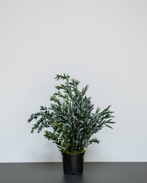 Krukväxt konserverade Parvifolia konserverad krukvaxt 8