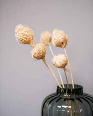 Alternative view of Ammi majus 5 st.- Slöjsilja - Torkade Blommor