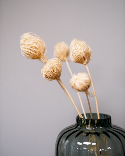 Alternative view of Ammi majus 5 st.- Slöjsilja - Torkade Blommor