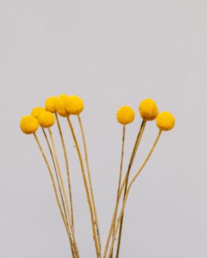 Craspedia/Solboll 10 st.- Torkade Blommor solbollar 6
