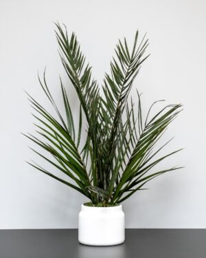 Underhållsfri Krukväxt, konserverade Palm krukväxt 7 Palm krukväxt