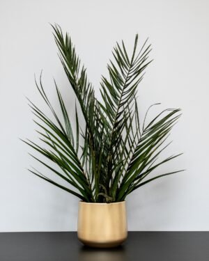 Underhållsfri Krukväxt, konserverade Palm krukväxt 8 Palm krukväxt