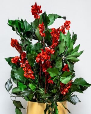 Krukväxt konserverade Ivy Ruberia röd Krukvaxt konserverade ivy 5