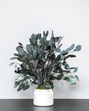 Krukväxter Eucalyptus Populus Krukvaxt Populus Gron 70 cm 2