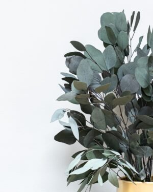 Eucalyptus Populus - Konserverade Växter Krukvaxt Populus Gron 70 cm 3