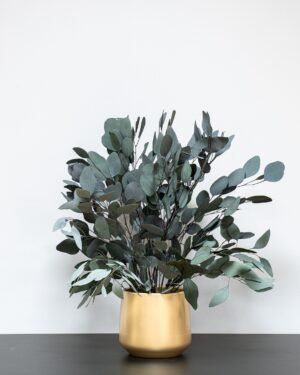 Krukväxter Eucalyptus Populus Krukvaxt Populus Gron 70 cm 4