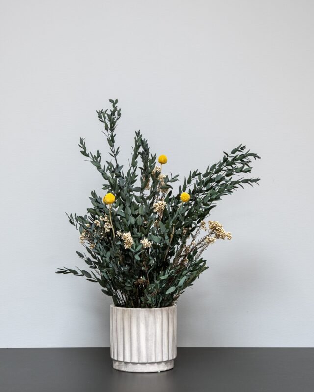 Introduktion till konserverade blommor och växter Krukvaxt parvifolia med blommor 3