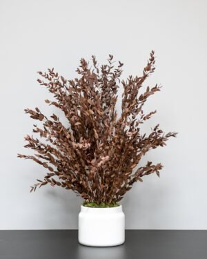 Krukväxt konserverade Parvifolia Krukvaxt parvifolia rod 2
