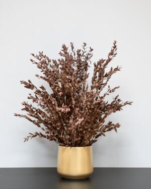 Alternative view of Krukväxt konserverade Parvifolia