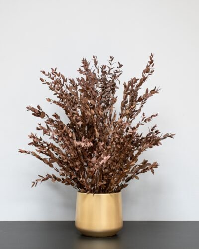 Alternative view of Krukväxt konserverade Parvifolia