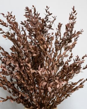 Krukväxt konserverade Parvifolia Krukvaxt parvifolia rod 6