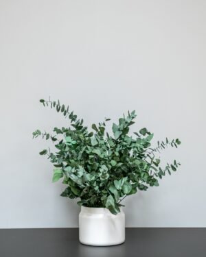 Underhållsfri Krukväxt Eucalyptus Stuartiana konserverad krukvaxt 14
