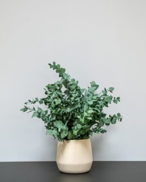 Alternative view of Underhållsfri Krukväxt Eucalyptus Stuartiana