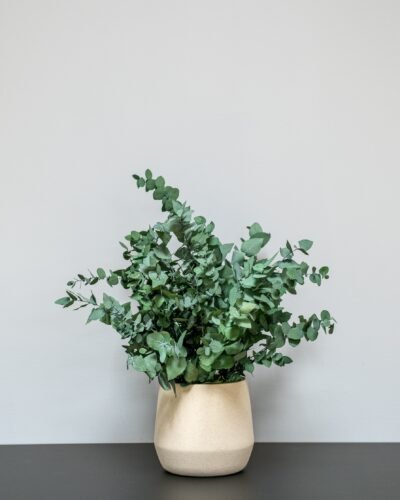 Alternative view of Underhållsfri Krukväxt Eucalyptus Stuartiana