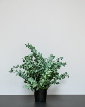 Underhållsfri Krukväxt Eucalyptus Stuartiana konserverad krukvaxt 16