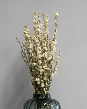 Torkade Delphinium – Riddarsporre Delphinium 1