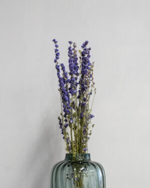 Torkade Delphinium – Riddarsporre Delphinium 10
