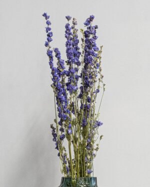 Torkade Delphinium – Riddarsporre Delphinium 11