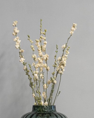 Alternative view of Torkade Delphinium – Riddarsporre