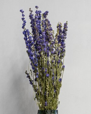 Torkade Delphinium – Riddarsporre Delphinium 8