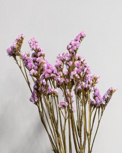 Forever Flora