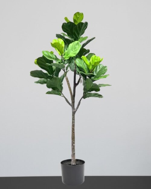 Konstväxt Fiolfikus