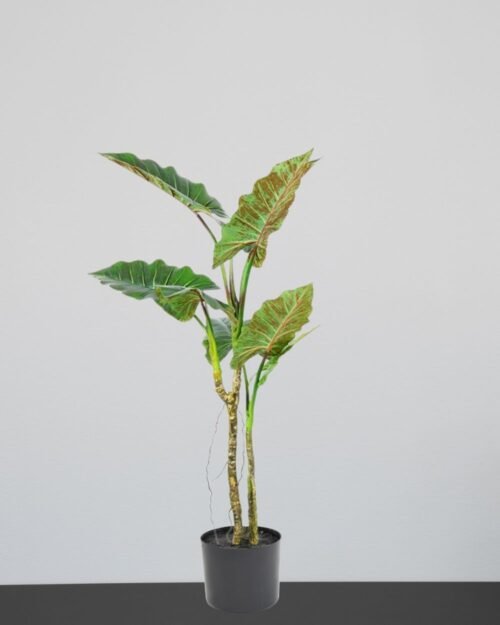 Konstväxt Colocasia