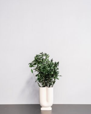 Pittosporum - Konserverade Växter