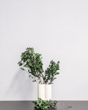 Pittosporum - Konserverade Växter
