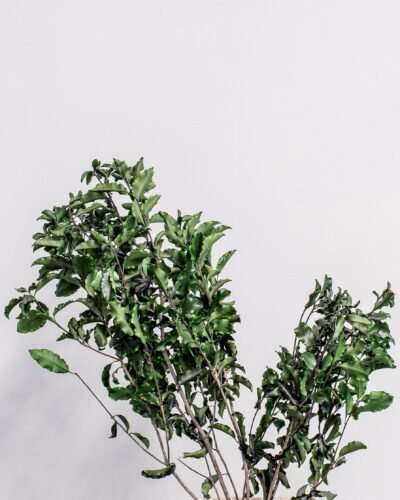 Pittosporum - Konserverade Växter