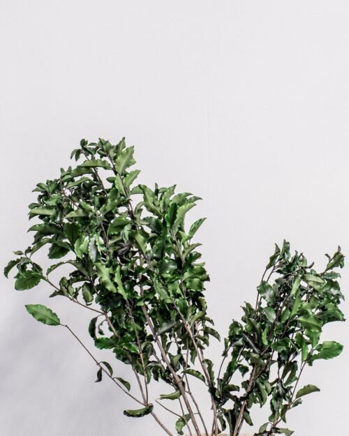 Pittosporum - Konserverade Växter