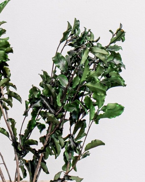 Pittosporum - Konserverade Växter