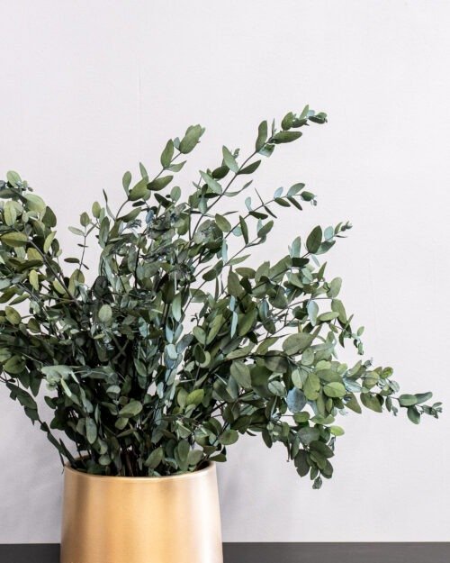 Krukväxt konserverade Gunny