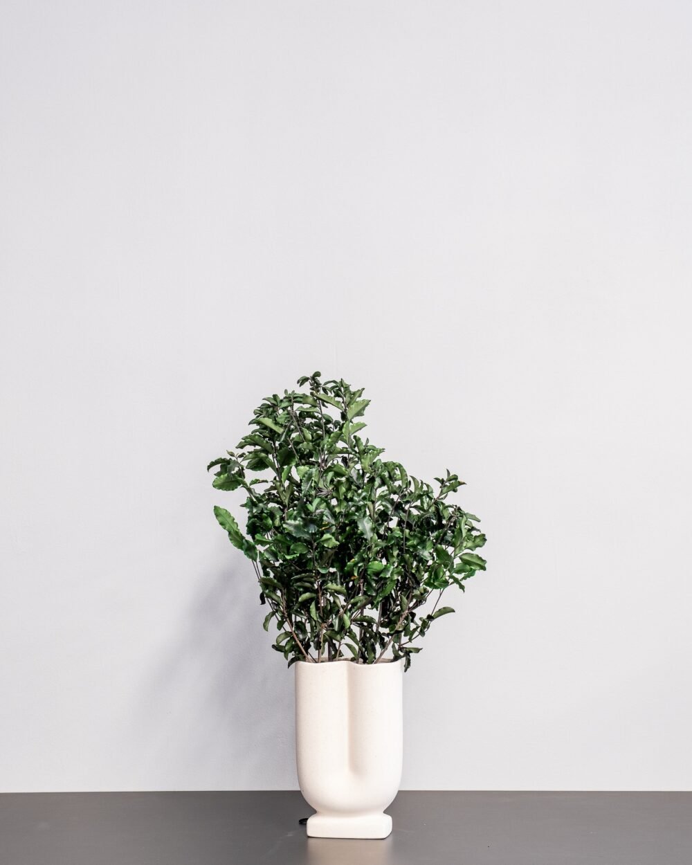 Pittosporum - Konserverade Växter