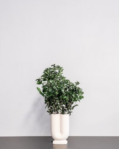 Pittosporum - Konserverade Växter