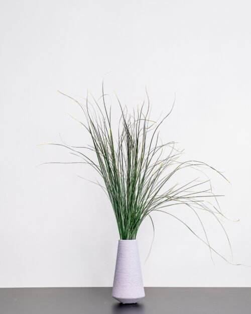 Björnlilja (Bear Grass)