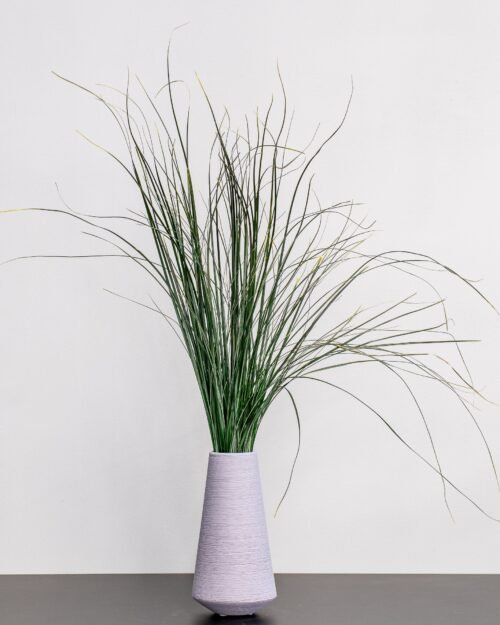 Alternative view of Björnlilja (Bear Grass)- Konserverade Växter