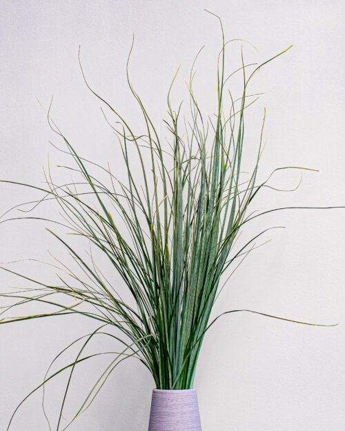 Björnlilja (Bear Grass)