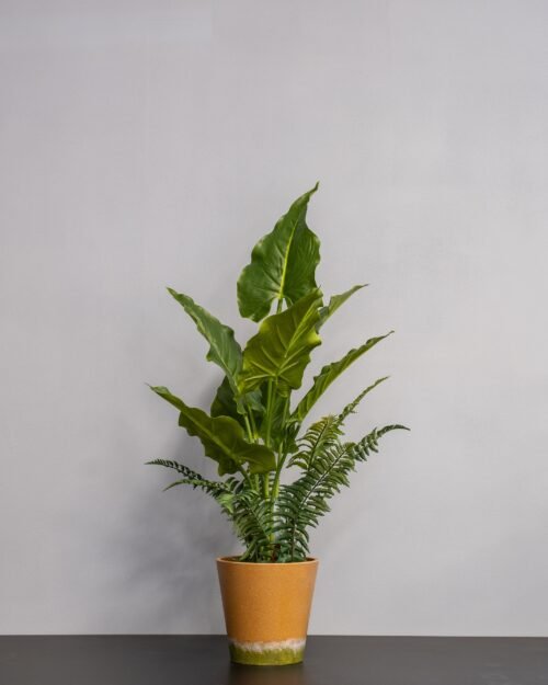 Konstgjord Alocasia krukväxt