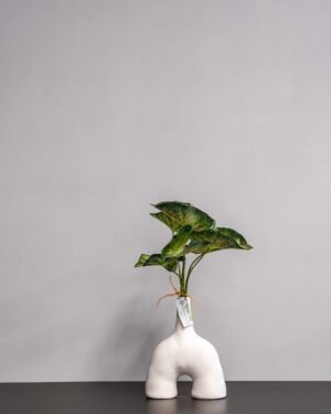 Konstväxt Caladium