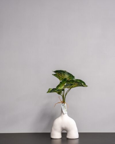 Konstväxt Caladium