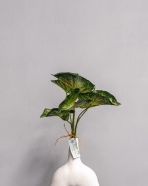 Konstväxt Caladium